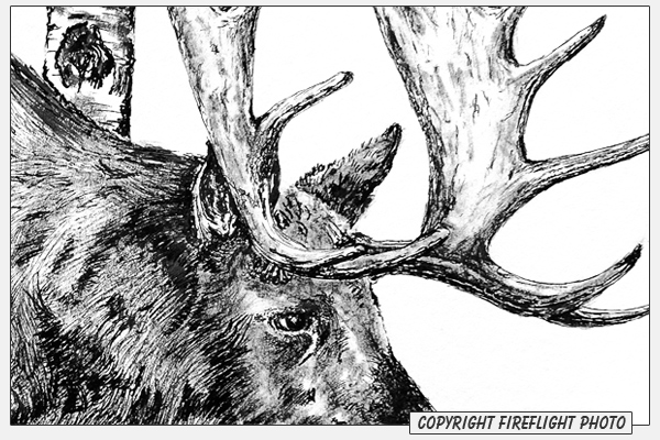Moose Pen and Ink Drawing Detail