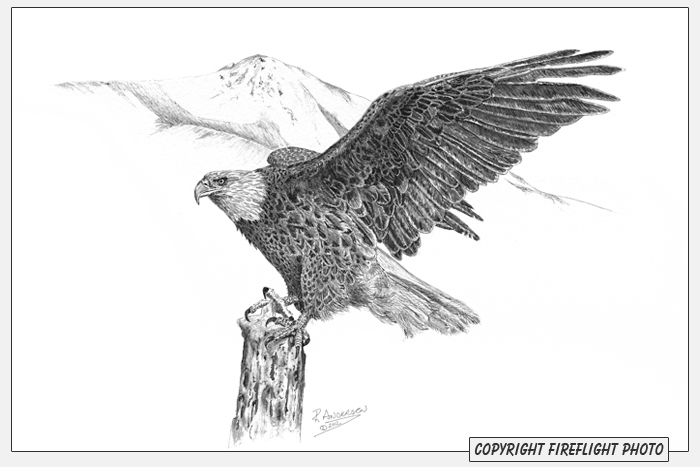 Bald Eagle Pen and Ink