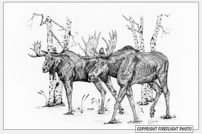 Moose Pen and Ink