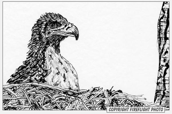 Eagle Chick Ink Drawing Detail