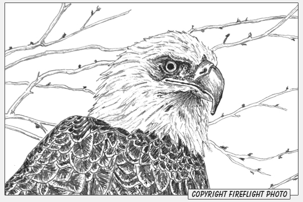Bald Eagle Pen and Ink Drawing Detail