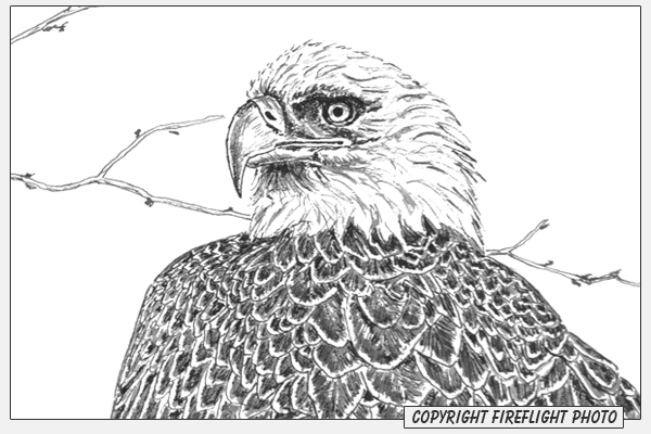 Bald Eagle Ink Drawing Detail