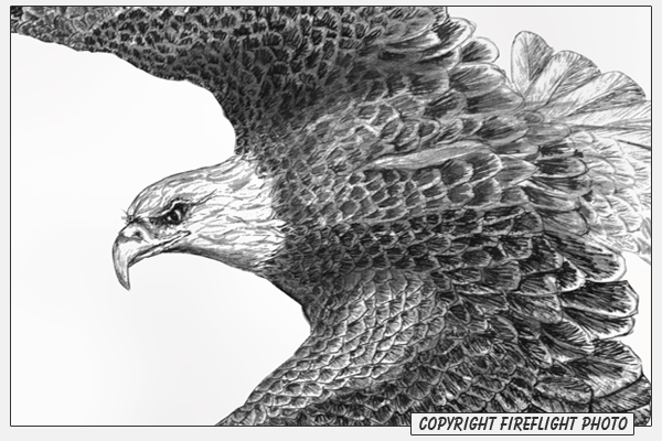 FireFlight Photo - Bald Eagle Pen and Ink Drawing