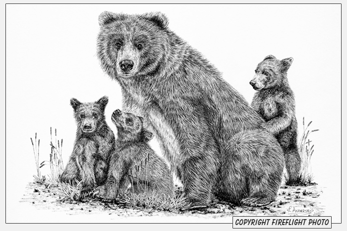 Grizzly Bear with Cubs Pen and Ink