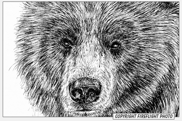 FireFlight Photo - Grizzly Bear and Cubs Pen and Ink Drawing