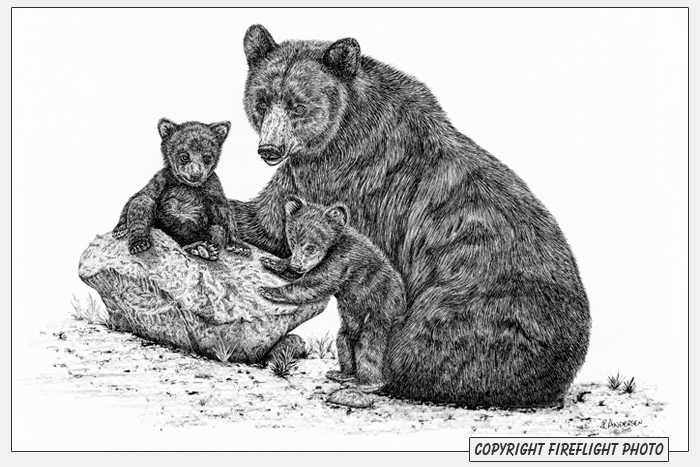 Black Bear with Cubs Pen and Ink