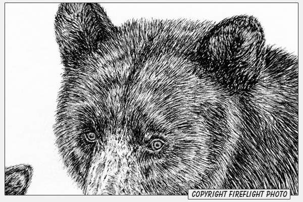 Black Bear Pen and Ink Drawing Detail
