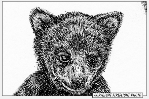 Black Bear Cub Ink Drawing Detail