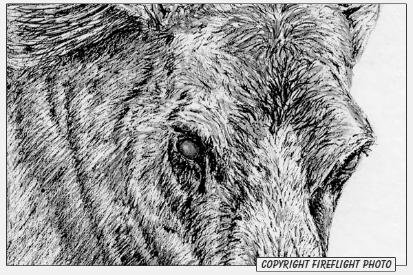Cow Moose Ink Drawing Detail