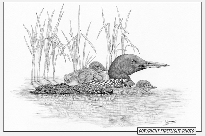 Loon with Chicks Pen and Ink