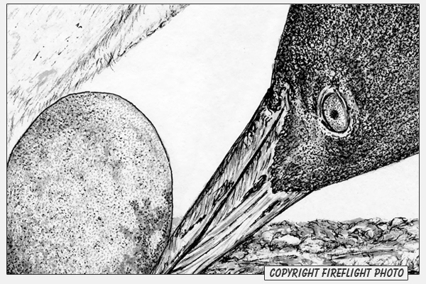 Loon with Egg Pen and Ink Drawing Detail