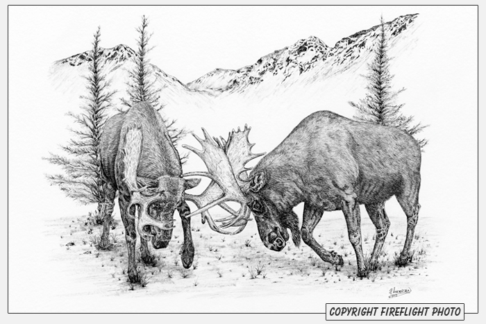 Moose Fighting Pen and Ink