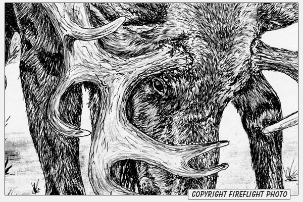 Moose Fight Ink Drawing Detail
