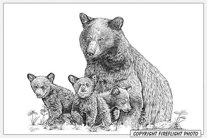 Black Bear and 3 Cubs Pen and Ink Drawing