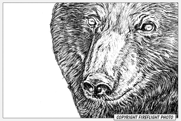 Female Black Bear Pen and Ink Drawing Detail