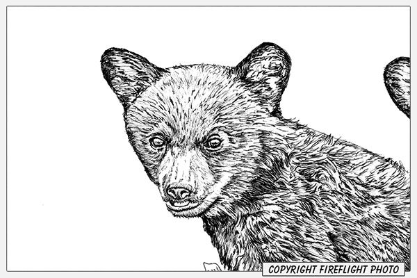 Black Bear Cub Drawing Detail Pen and Ink