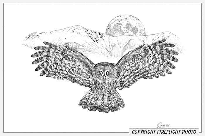 Great Gray Owl and Moon Pen and Ink Drawing