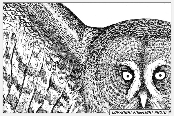 Great Gray Owl Face Detail Pen and Ink Drawing Detail