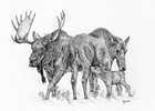 Moose Family Setting Pen and Ink Drawing