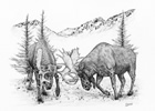 Bull Moose Fighting Pen and Ink Drawing