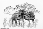 Bull Moose and Cow Love Pen and Ink Drawing