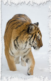 Photo Siberian Tiger in Snow