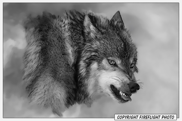 Snarling Wolf Painting