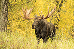 Big Bull Moose Anchorage