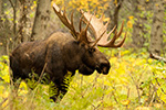 Big 57 Inch Bull Moose Alaska Photo