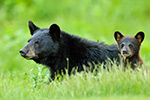 Black Bear and Cub in Grass Photo