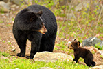 Tiny Black Bear Cub and Female Photo