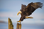 Bald Eagle Landing Pose Photo