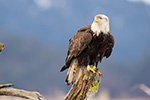 Bald Eagle On Driftwood Photo