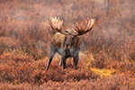 Huge 64 Inch Bull Moose in Fog Denali Photo