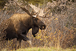 Nice Bull Moose Exiting Brush Denali Photo