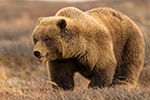 Grizzly Bear in Denali NP Photo