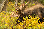 Big 58 Inch Bull Moose Named Hook Photo
