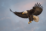 Bald Eagle in Flight Photo