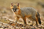 Gray Fox Kit Up Close Photo
