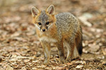 Gray Fox Kit Up Close Photo