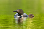 Loon Looking Newly Hatched Baby Photo