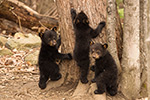 Three Tiny Black Bear Cubs Photo