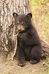 Tiny Cute Black Bear Cub at Tree Photo