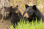 Female Black Bear and Cubs in Grass Photo