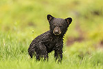 Black Bear Cub in Grass Photo
