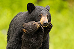 Wet Female Black Bear and Cub Kissing Photo