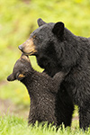 Tiny Cute Black Bear Cub and Mama Photo