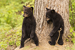 Black Bear Cubs Photo