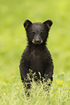 Tiny Cute Black Bear Cub in Field Photo