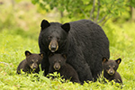 Female Black Bear and 3 Cubs Family Photo